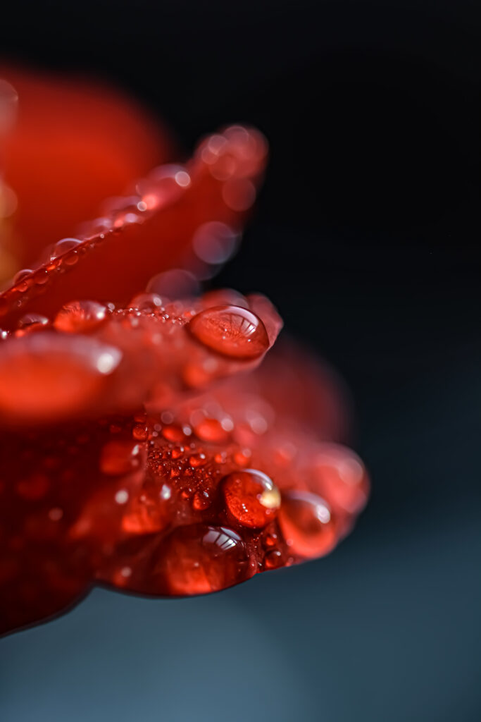 Stunning Macro Wallpaper: Red Petals & Water Droplets on Dark Background