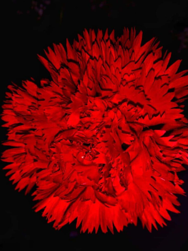 Vibrant Red Flower Wallpaper with Dark Background - Dramatic Beauty