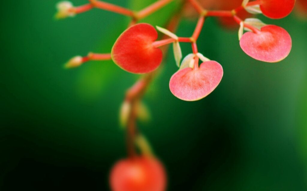 Vibrant Red Flower Wallpaper: Close-Up Nature Beauty on Green