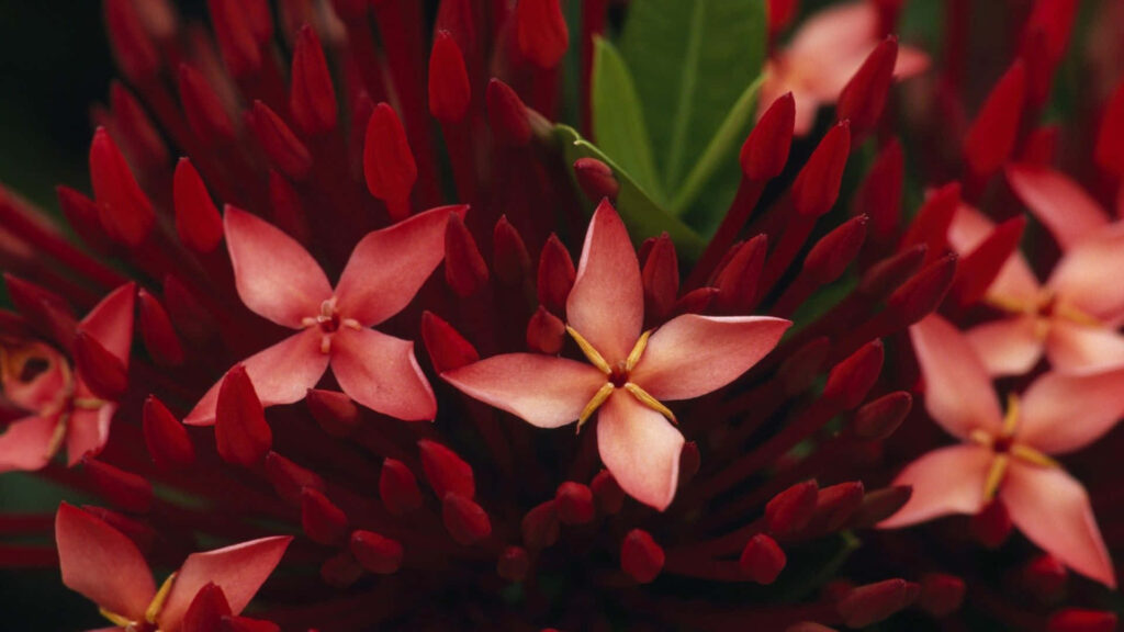 Vibrant Red Flower Wallpaper: Striking Nature Against Green Background