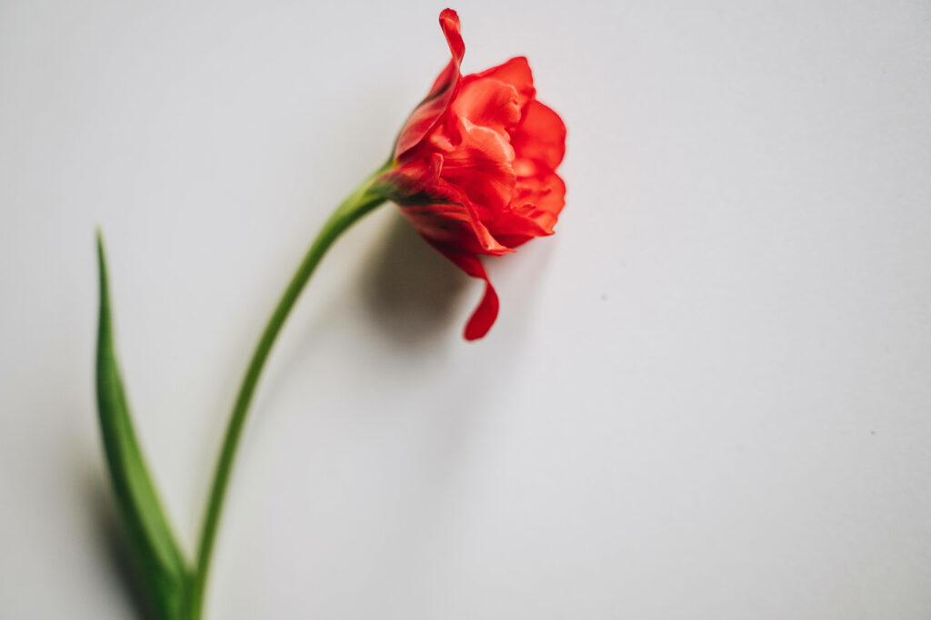 Stunning Red Flower Wallpaper for 4K Displays - Vibrant Nature Beauty