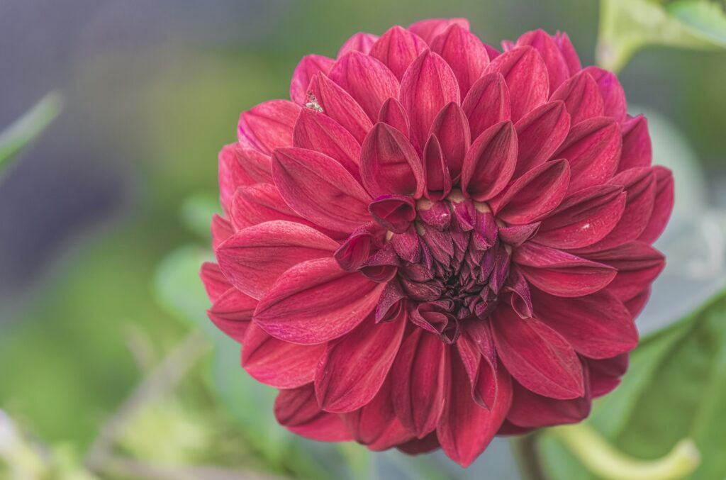 Vibrant Red Flower Close-Up Wallpaper with Soft Blurred Background