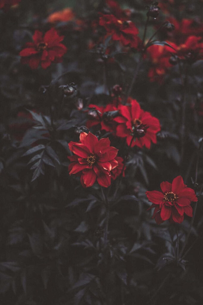 Vibrant Red Flower Wallpaper: Love's Beauty on Dark Background