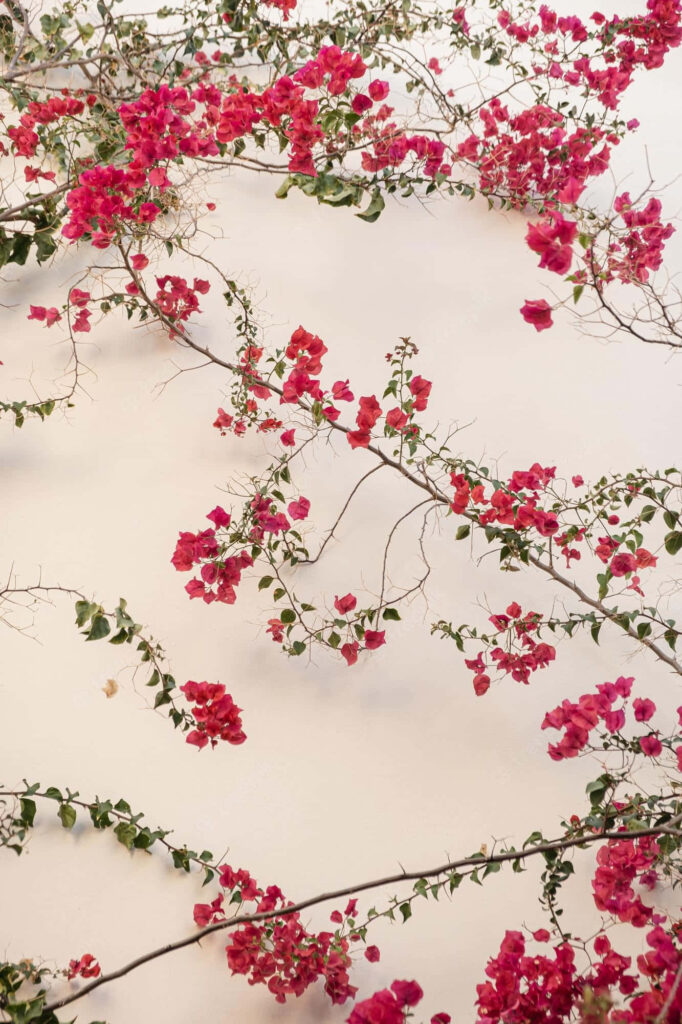 Vibrant Red Flower Wallpaper on Light Background for Fresh Aesthetic