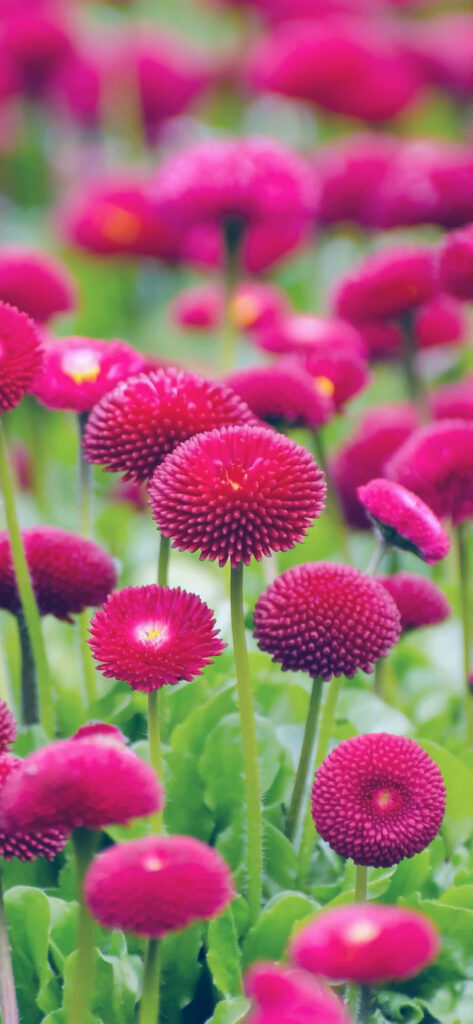 Vibrant Red Flower Wallpaper: Lush Green Background Delight