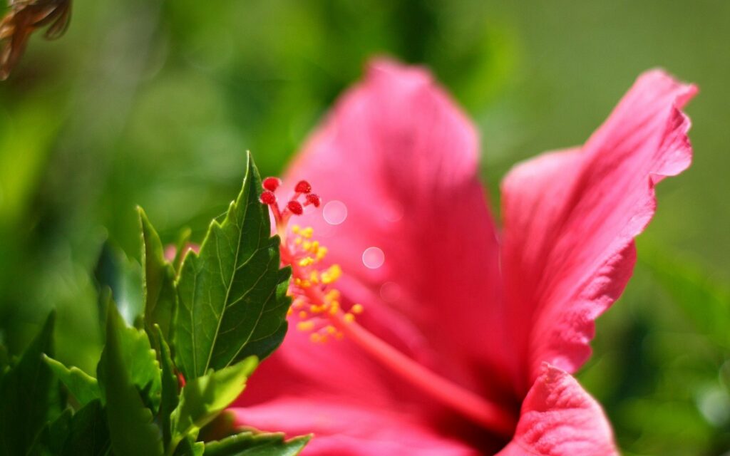 Vibrant Red Flower Wallpaper: Lush Green Leaves Background