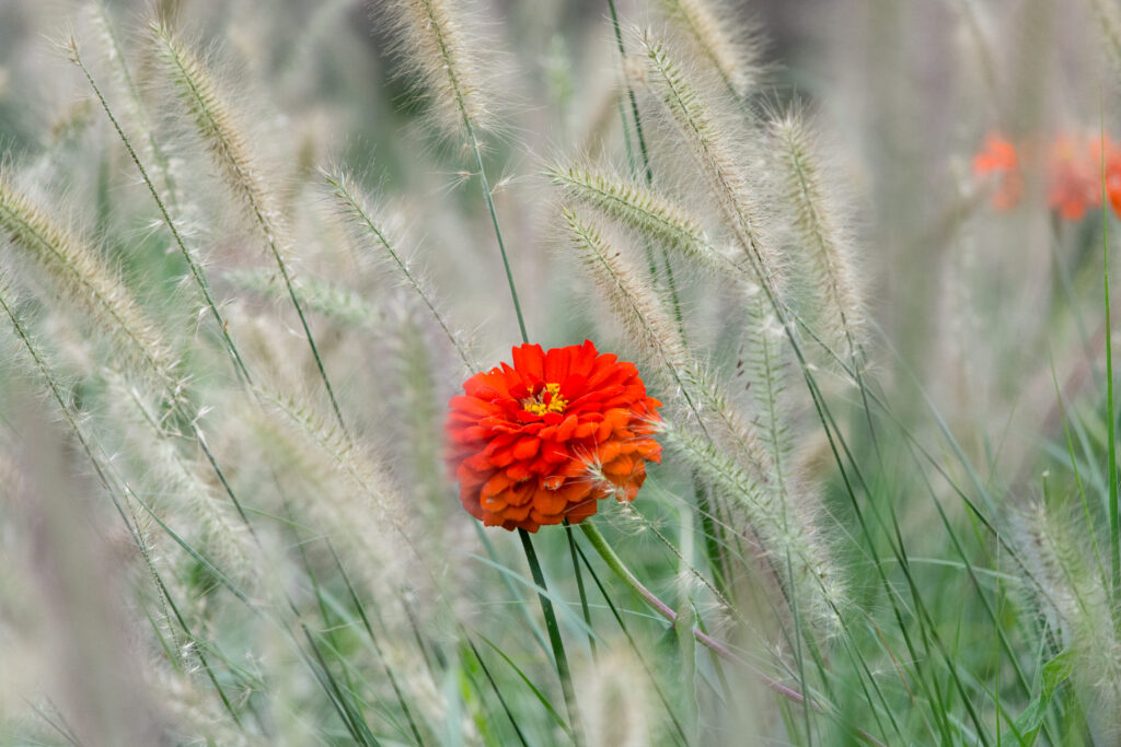 Macro Red Flower Wallpaper: Serene Natural Background with Grass