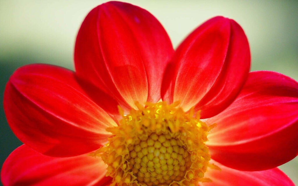 Vibrant Red Flower Against Soft Green Background - Nature's Beauty Wallpaper