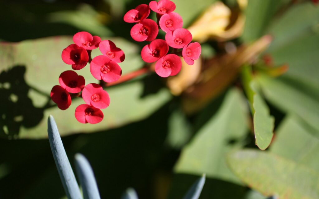 Vibrant Red Flower Wallpaper: A Refreshing Natural Background