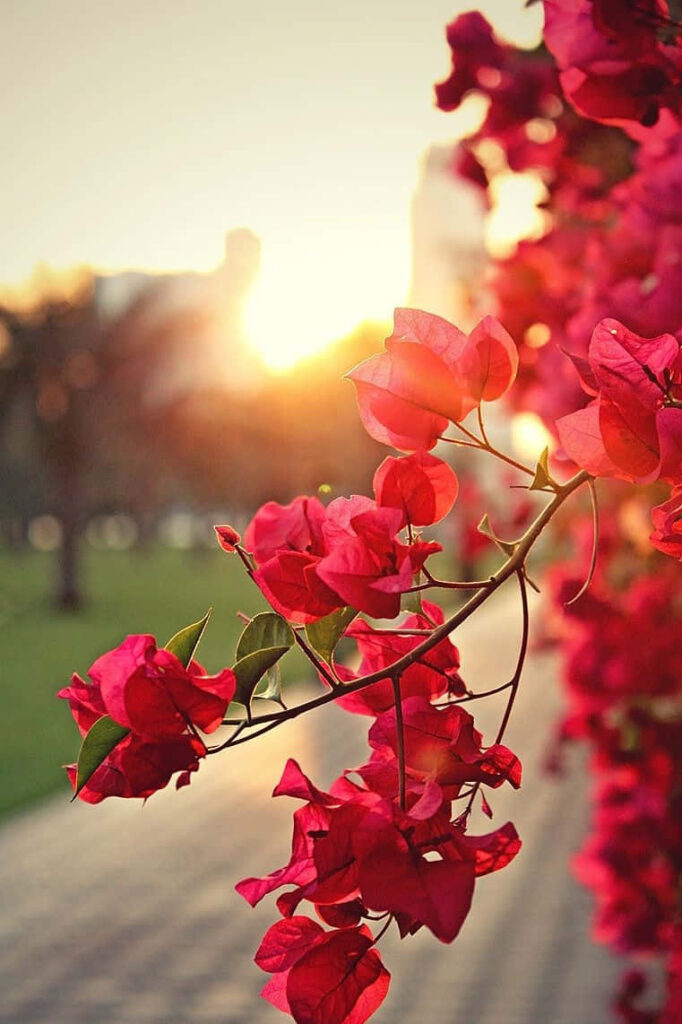 Serene Red Flower Wallpaper: Sunlit Nature Background