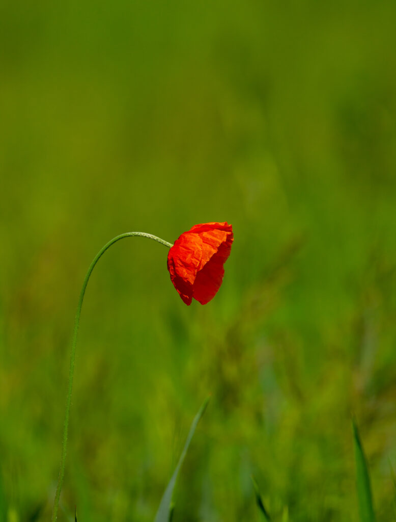 Vibrant Red Flower Against Lush Green Blurred Background Wallpaper
