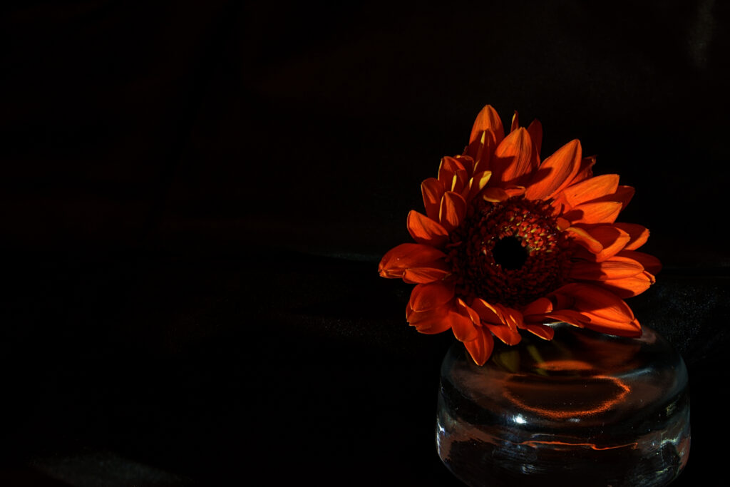 Vibrant Red Flower Wallpaper on Dark Background - Intricate Petals