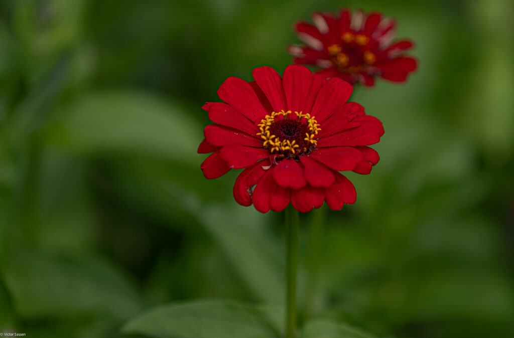 Vibrant Red Flower Wallpaper Against Lush Green Background