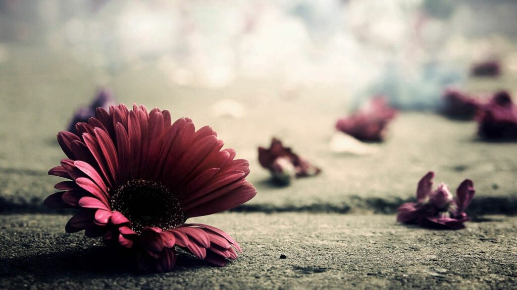Vibrant Red Flower on Concrete: Serene Background Petal Composition Wallpaper