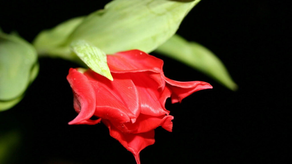 Vibrant Red Flower Wallpaper with Dark Background & Green Leaves