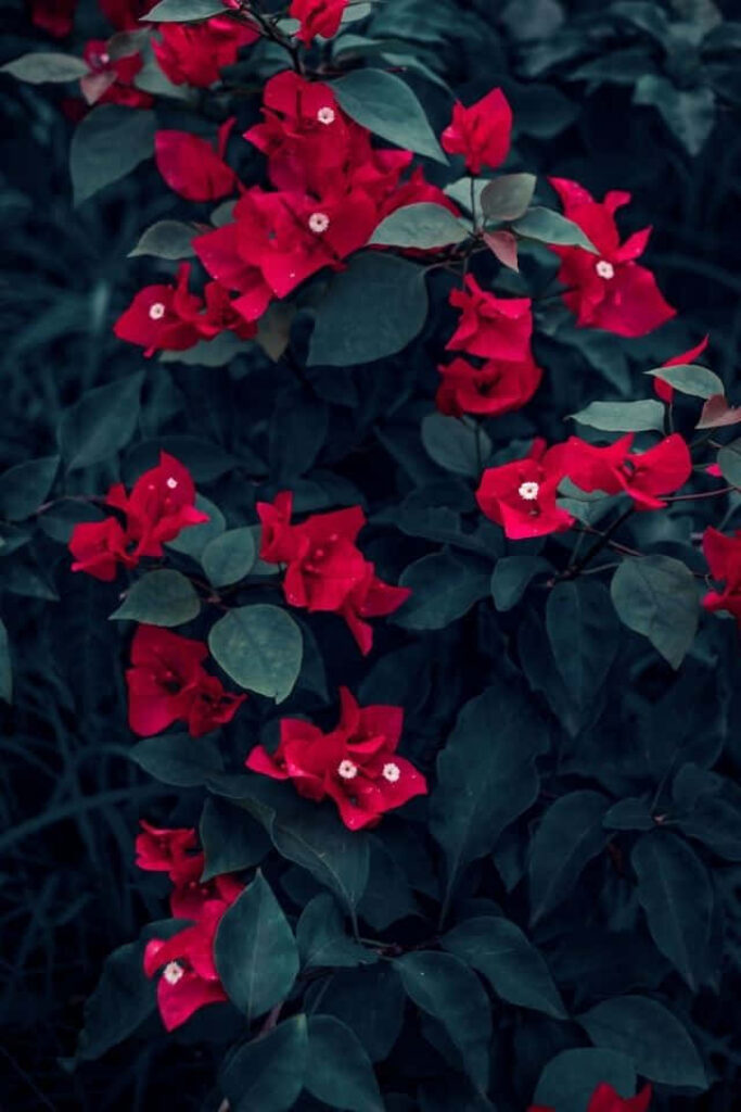 Vibrant Red Flowers on Dark Background - Striking Wallpaper