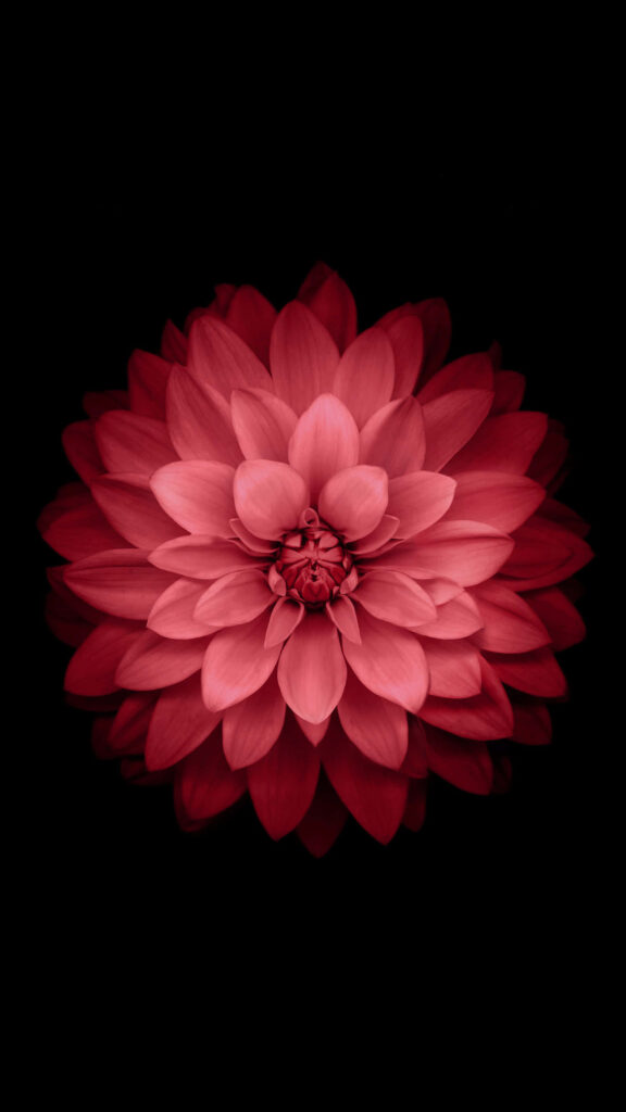 Vibrant Red Flower Wallpaper on Deep Black Background