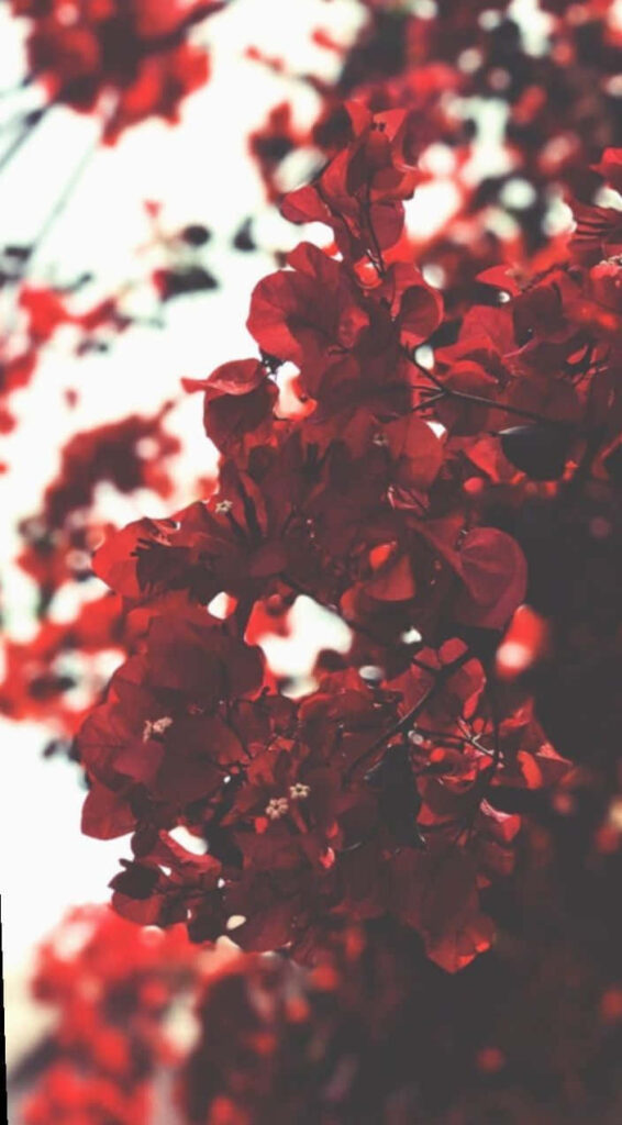 Vibrant Red Flowers on Soft White Background - Elegant Floral Wallpaper