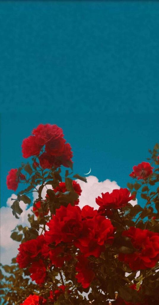 Vibrant Red Flowers Against Blue Sky & Crescent Moon - Serene Background Wallpaper