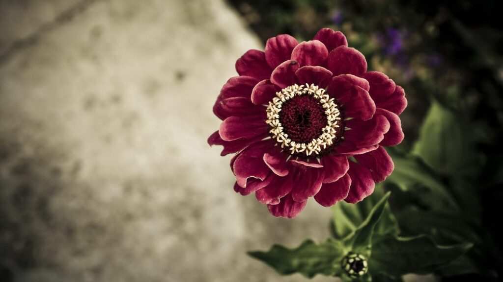 Vibrant Red Flower Wallpaper: Delicate Petals & Blurred Background