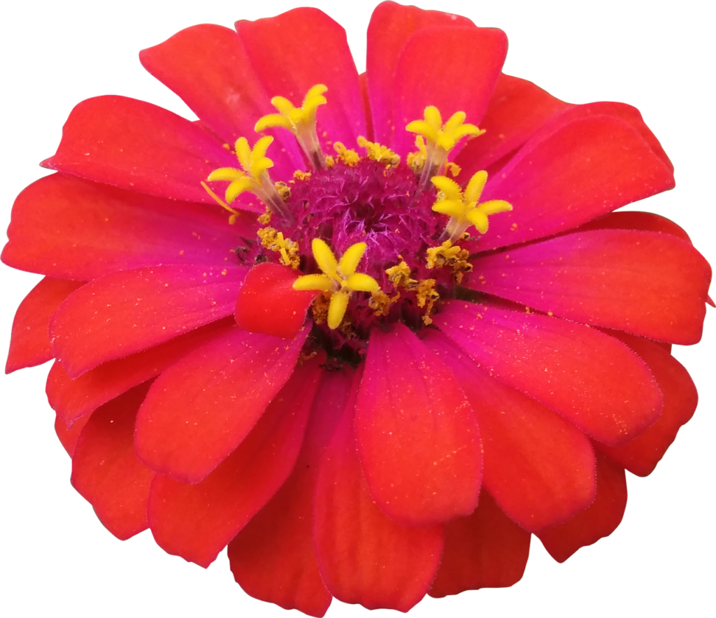 Vibrant Red Flower Wallpaper with Bright Yellow Stamens - Nature's Beauty