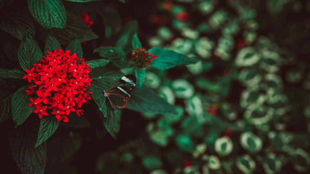 Vibrant Red Flowers and Butterfly: Serene Nature Background Wallpaper