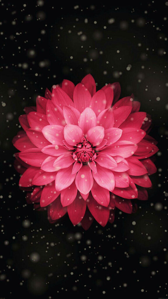 Vibrant Red Flower Against Dark Snow-Dusted Background Wallpaper
