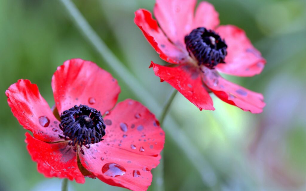 Vibrant Red Flower Wallpaper with Dew Drops on Green Background