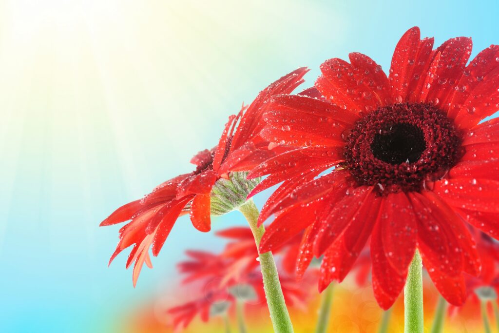 Vibrant Red Flower Wallpaper with Dewdrops & Soft Sunlight