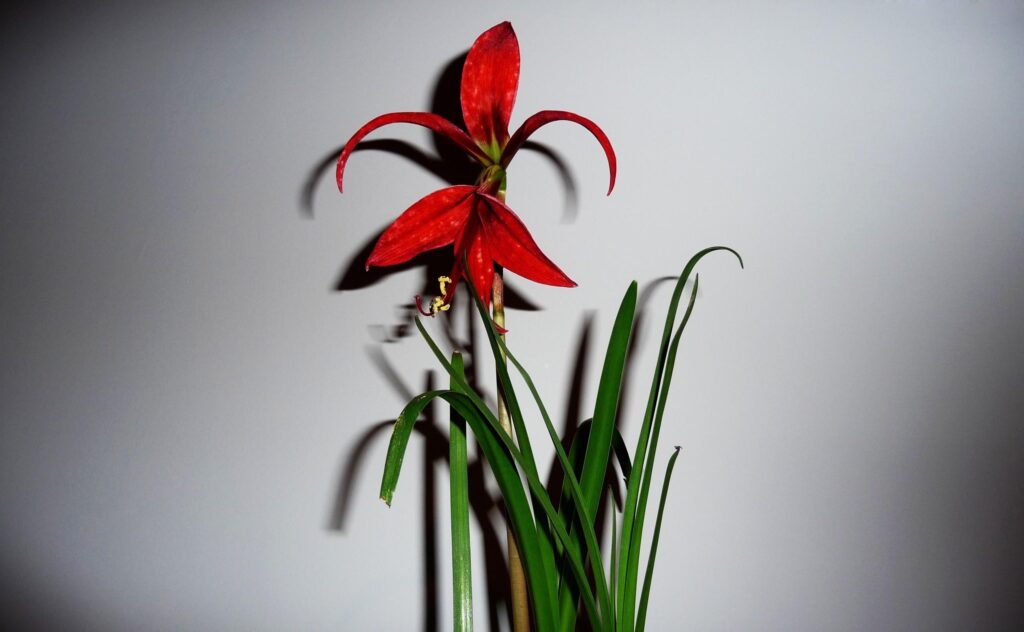Vibrant Red Flower Wallpaper: Minimalist Design with Green Leaves