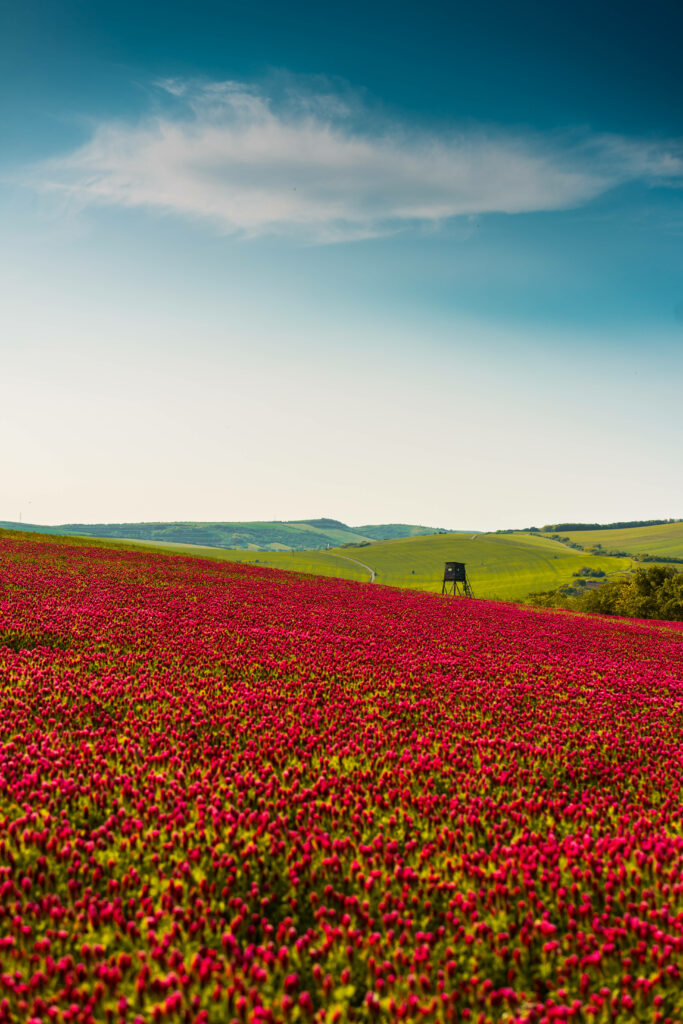 Vibrant Field of Red Flowers with Rustic Charm Background Wallpaper