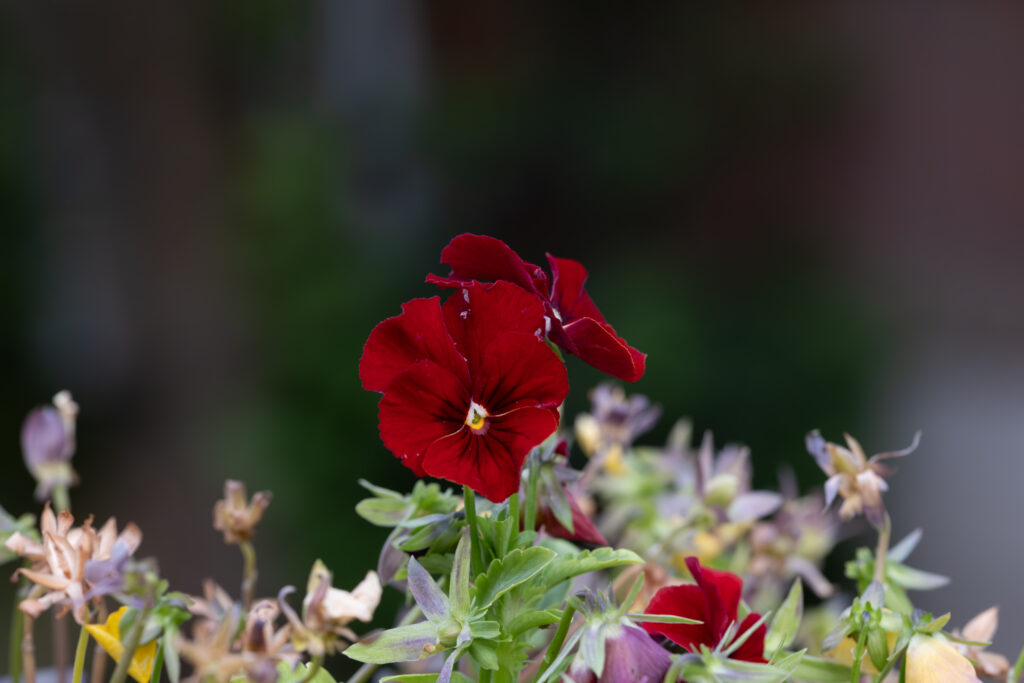 Vibrant Red Flower Wallpaper with Soft Blurred Background