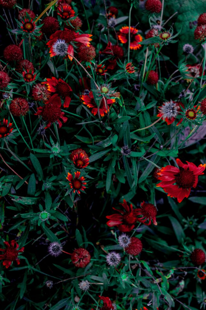 Vibrant Red Flower Wallpaper on Lush Green Leaves Background