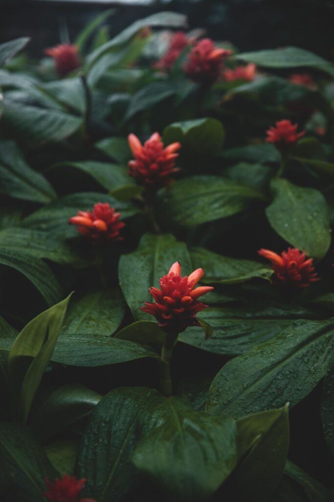Vibrant Red Flower Wallpaper with Wet Leaves & Green Foliage Background