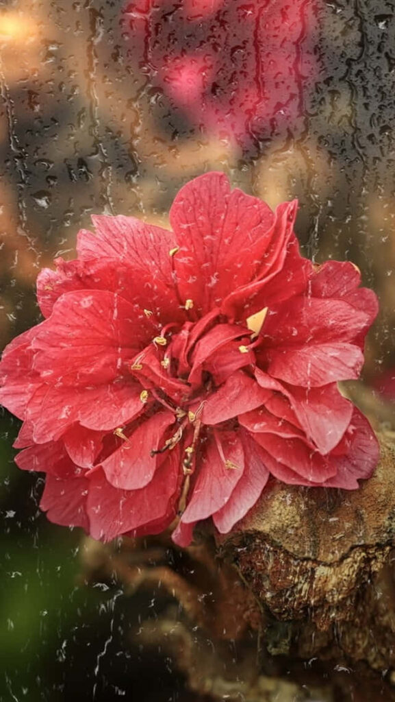 Vibrant Red Flower Wallpaper with Raindrops & Soft Blurred Background