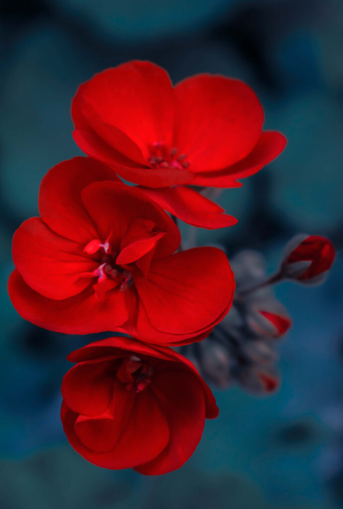 Vivid Red Flower Wallpaper: Striking Petals on Soft Blurred Background