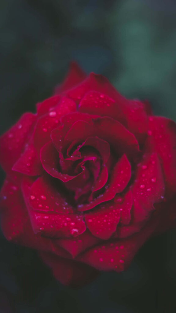 Vibrant Red Flower with Droplets on Soft Green Background Wallpaper