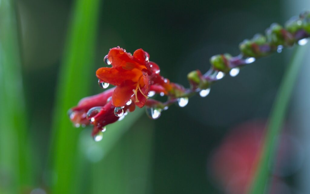 Vibrant Red Flower with Dew: Stunning Wallpaper Background
