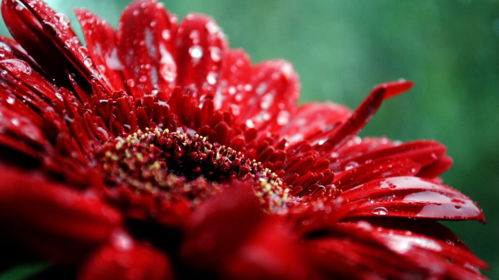 Vibrant Red Flower with Raindrops on Dark Green Wallpaper