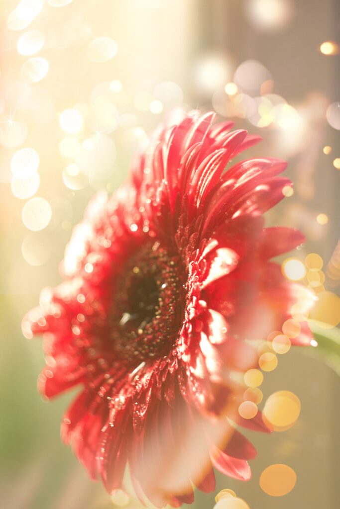 Vibrant Red Flower with Dewdrops & Dreamy Bokeh Wallpaper