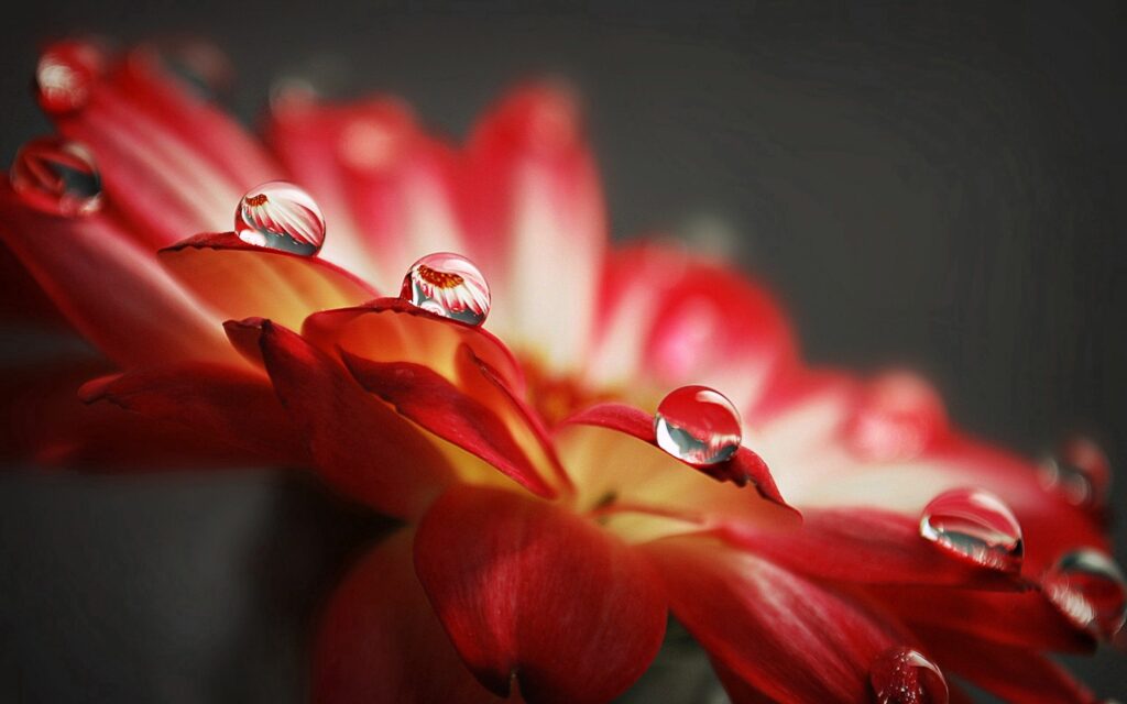 Vibrant Red Flower Close-Up with Water Droplets - Wallpaper Background