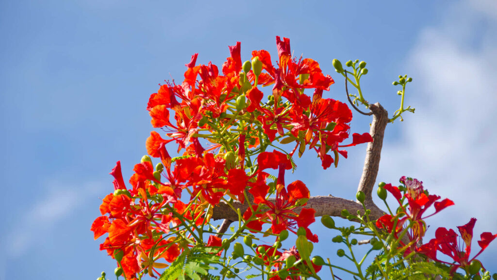 Vibrant Red Flowering Tree Wallpaper Against Clear Blue Sky