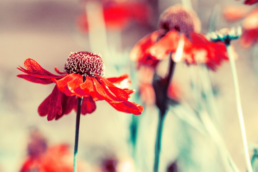 Vibrant Red Flowers with Textured Petals Against Dreamy Background Wallpaper