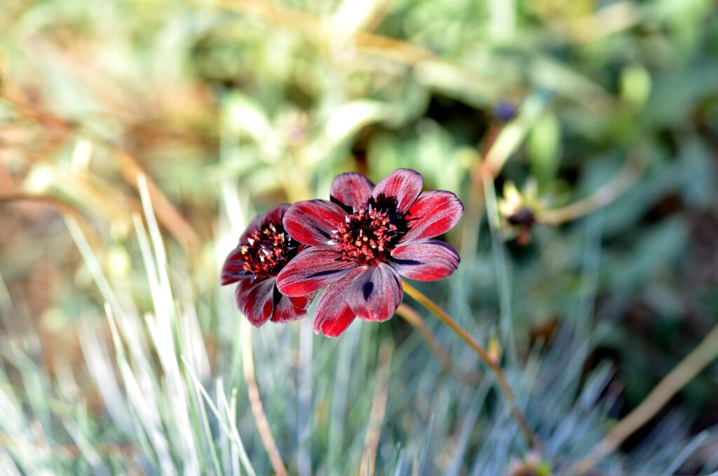 Vibrant Red Flower Wallpaper: Close-Up with Intricate Petals