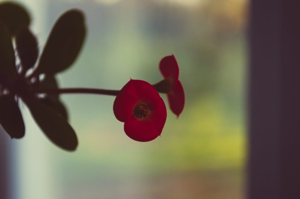 Vibrant Red Flower Close-Up Wallpaper with Soft Greenery Background