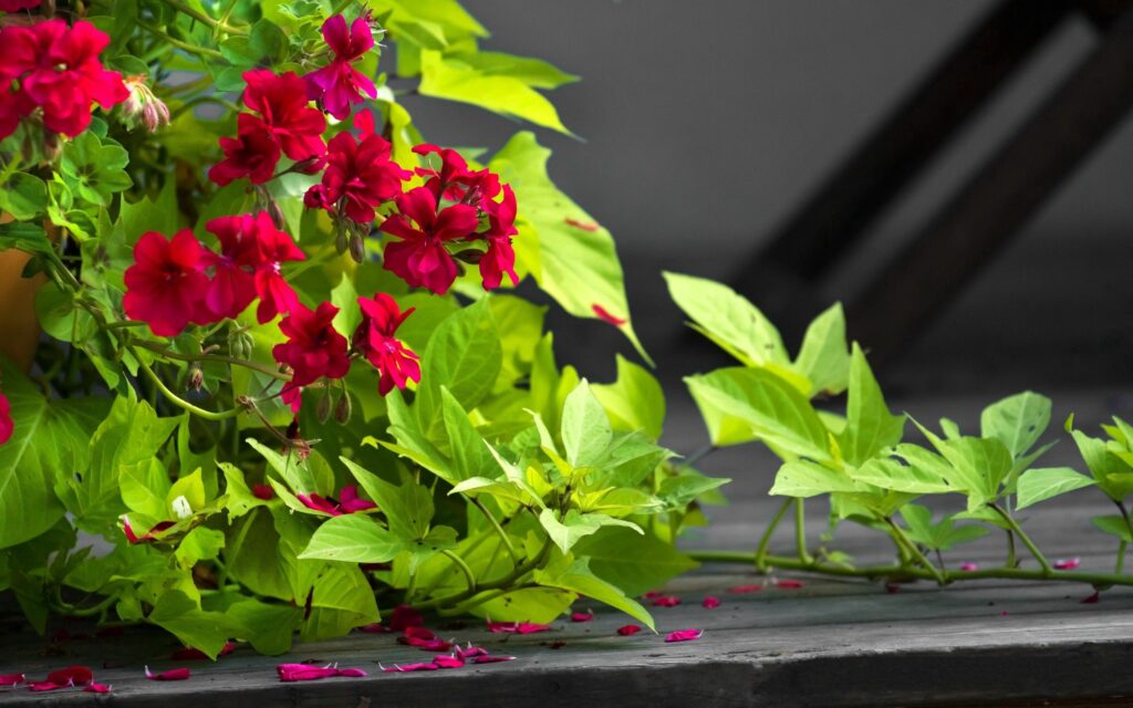 Vibrant Red Flowers with Lush Green Leaves - 2560x1600 Wallpaper