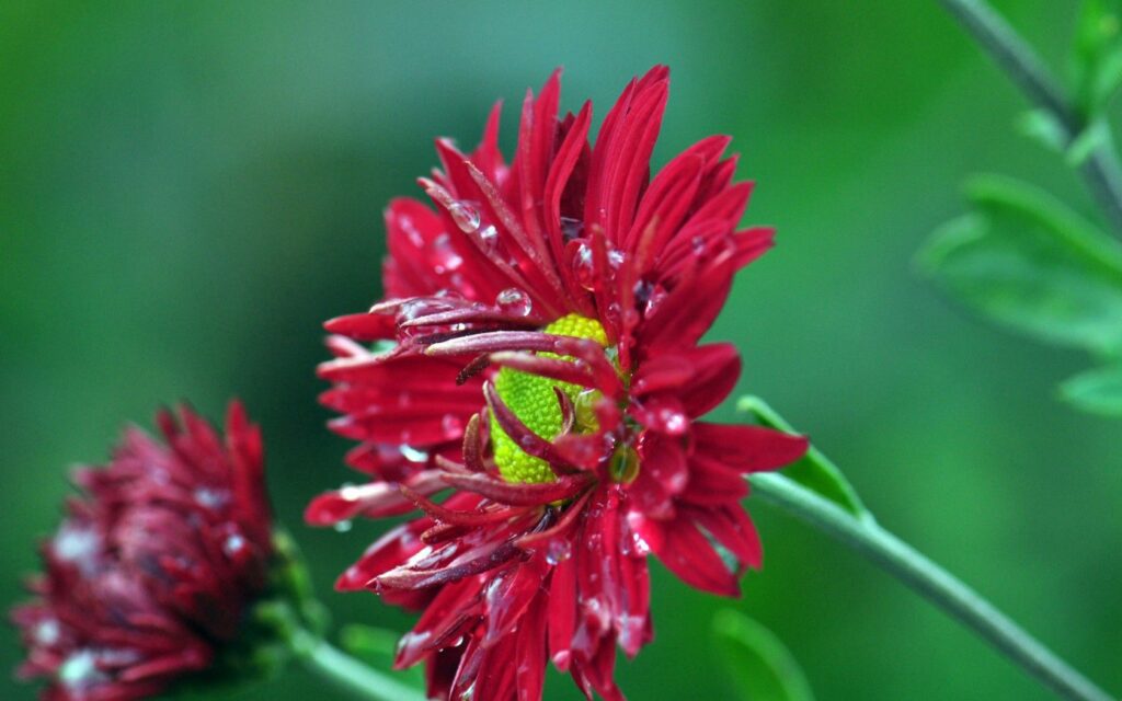 Vibrant Red Flower Close-Up with Water Droplets | Nature Wallpaper