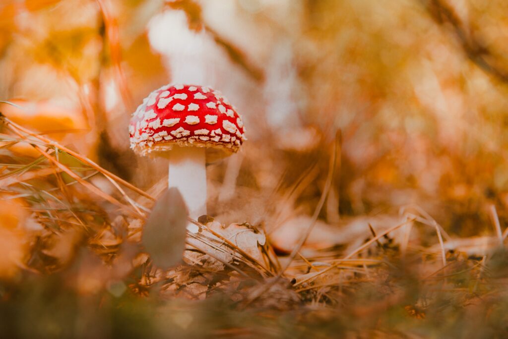 Vivid Red Fly Agaric Mushroom Wallpaper - Autumn Macro Shot
