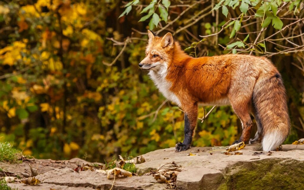 Vibrant Red Fox on Stone with Golden Autumn Foliage Wallpaper