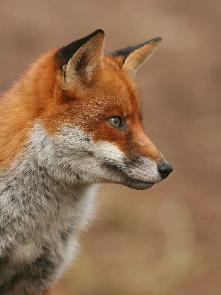 Stunning Red Fox Wallpaper: Serene Forest Background & Vibrant Fur